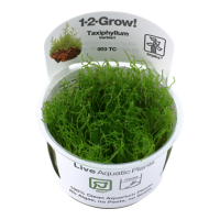 Taxiphyllum barbieri "Bogor Moss" (1-2-Grow!)