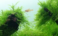 Taxiphyllum barbieri "Bogor Moss" (1-2-Grow!)