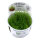 Taxiphyllum barbieri "Bogor Moss" (1-2-Grow!)