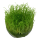 Taxiphyllum barbieri "Bogor Moss" (1-2-Grow!)
