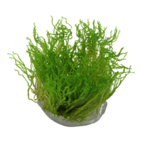 Taxiphyllum "Flame" (1-2-Grow!)