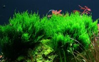 Taxiphyllum "Flame" (1-2-Grow!)