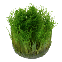 Taxiphyllum "Spiky" (1-2-Grow!)