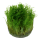 Taxiphyllum "Spiky" (1-2-Grow!)