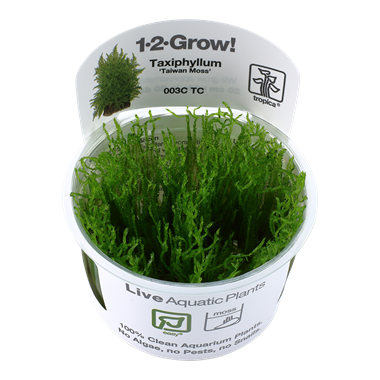 Taxiphyllum "Taiwan moss" (1-2-Grow!)