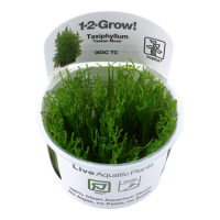 Taxiphyllum "Taiwan moss" (1-2-Grow!)