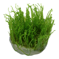 Taxiphyllum "Taiwan moss" (1-2-Grow!)