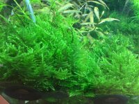 Taxiphyllum "Taiwan moss" (1-2-Grow!)