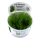 Taxiphyllum "Taiwan moss" (1-2-Grow!)