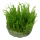 Taxiphyllum "Taiwan moss" (1-2-Grow!)