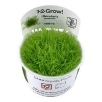Utricularia graminifolia (1-2-Grow!)
