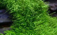 Utricularia graminifolia (1-2-Grow!)