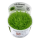 Utricularia graminifolia (1-2-Grow!)