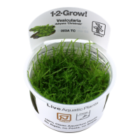 Vesicularia dubyana "Christmas Moos" (1-2-Grow!)