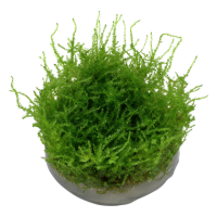 Vesicularia dubyana "Christmas Moos" (1-2-Grow!)