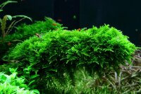 Vesicularia dubyana "Christmas Moos" (1-2-Grow!)