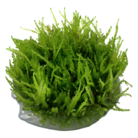Vesicularia ferriei "Weeping" (1-2-Grow!)