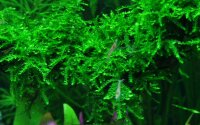 Vesicularia ferriei "Weeping" (1-2-Grow!)