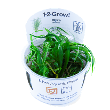 Blyxa japonica (1-2-Grow!)