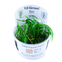 Blyxa japonica (1-2-Grow!)