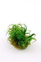 Blyxa japonica (1-2-Grow!)