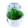 Blyxa japonica (1-2-Grow!)