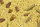 JR FARM Peanut Bar 2er Pack Heuschrecke & Seidenraupe 700g