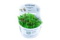 Phyllanthus fluitans (1-2-Grow!)