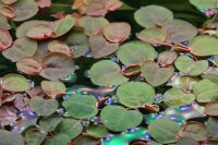 Phyllanthus fluitans (1-2-Grow!)
