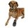 Trixie Pfotenschutz Walker Care 2St. Gr. S