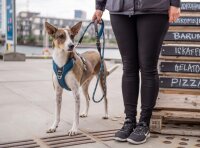 DOG Copenhagen V2 Comfort Walk Pro™, Ocean Blue, S