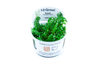 Rotala rotundifolia ´Green` (1-2-Grow!)