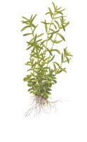 Rotala rotundifolia ´Green` (1-2-Grow!)