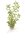 Rotala rotundifolia ´Green` (1-2-Grow!)