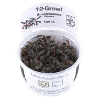 Bucephalandra Kedagang (1-2-Grow!)