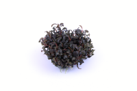 Bucephalandra Kedagang (1-2-Grow!)