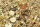 JR FARM Food Maus adult 500g