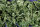 JR FARM Petersilien- Salat 50g
