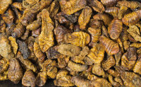 JR FARM Seidenraupen 40g