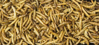 JR FARM Mehlwürmer 25g