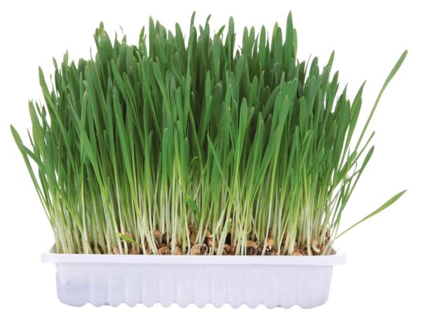 Trixie Kleintiergras Schale ca. 100g