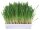 Trixie Kleintiergras Schale ca. 100g