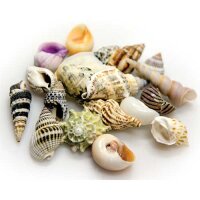 Hobby Sea Shells Set L 5 Stück