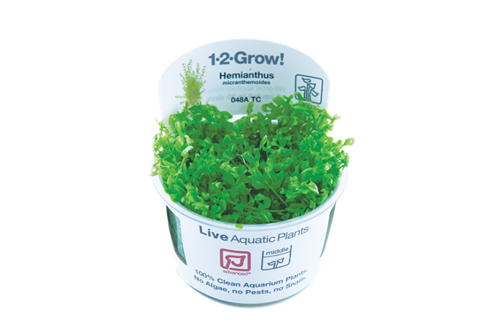 Hemianthus micranthemoides (1-2-Grow!)