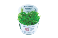Hemianthus micranthemoides (1-2-Grow!)