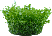 Hemianthus micranthemoides (1-2-Grow!)