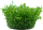 Hemianthus micranthemoides (1-2-Grow!)