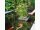 velda Floating Plant Island 25x25cm