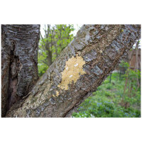 JR FARM Bark-Butter Nüsse 2kg