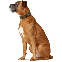 Hunter Halsband Aalborg Special S-M (50cm) Leder, olivgrün